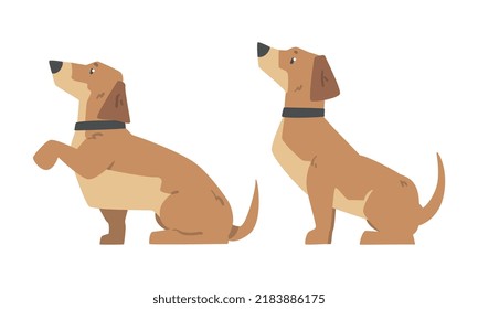 Dachshund Dog Breed Hound with Short Legs and Long Body Sitting Vector Set