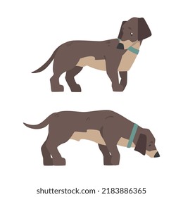 Dachshund Dog Breed Hound with Short Legs and Long Body Standing Vector Set
