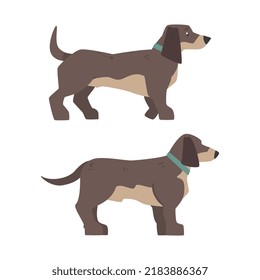 Dachshund Dog Breed Hound with Short Legs and Long Body Standing Vector Set