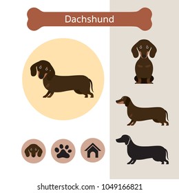 Dachshund Dog Breed Infographic, Illustration, Front and Side View, Icon