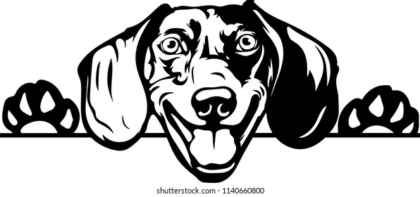 Dachshund dog breed pet face head isolated animal domestic pet canine puppy purebred pedigree hound portrait peeking paws smiling smile happy art artwork illustration design set