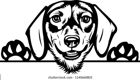 Dachshund dog breed pet face head isolated animal domestic pet canine puppy purebred pedigree hound portrait peeking paws smiling smile happy art artwork illustration design set