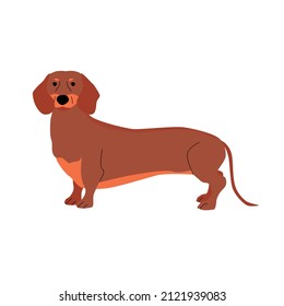 Dachshund dog breed. vector flat illustration isolated on white background. Brown  dog