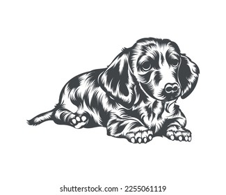 Dachshund Dog Breed Vector Illustration, Dachshund Dog Vector on White Background for t-shirt, logo, and others