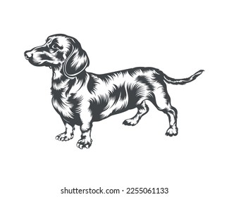 Dachshund Dog Breed Vector Illustration, Dachshund Dog Vector on White Background for t-shirt, logo, and others