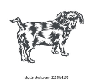 Dachshund Dog Breed Vector Illustration, Dachshund Dog Vector on White Background for t-shirt, logo, and others