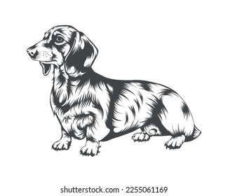 Dachshund Dog Breed Vector Illustration, Dachshund Dog Vector on White Background for t-shirt, logo, and others