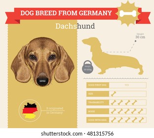 Dachshund dog breed vector infographics. This dog breed from German