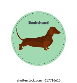 Dachshund dog color flat icon for web and mobile design