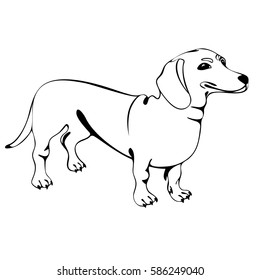 Dachshund dog contour drawing figures. White background.