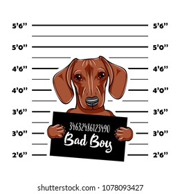 Dachshund Dog criminal. Police mugshot. Dog convict. Dog prison. Vector illustration