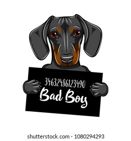 Dachshund Dog criminal. Police mugshot. Dog convict, justice. Dachshund prison. Vector illustration