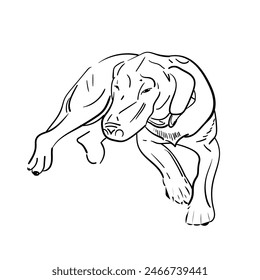 Dachshund Dog. Cute little puppy. Hand drawn. Vector illustration. Doodle or sketch outline