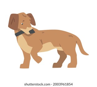 Dachshund Dog, Cute Pet Animal with Light Brown Coat and Collar Cartoon Vector Illustration