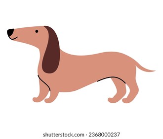 dachshund dog design vector isolated