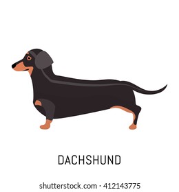 Dachshund. Dog, flat icon. Isolated on white background.
