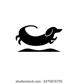 Dachshund dog flying or jumping 