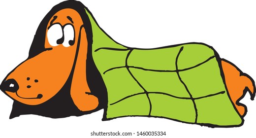 dachshund dog frightened hiden under the blanket vector illustration