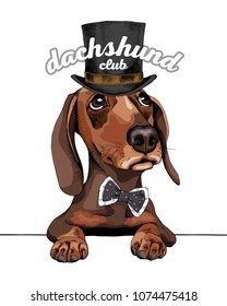 Dachshund Dog in a gentleman top hat and with a polka dots bow tie. Vector illustration.