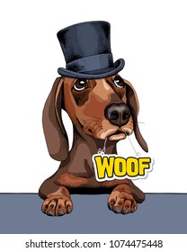 Dachshund Dog in a gentleman top hat and with a nameplate "Woof". Vector illustration.