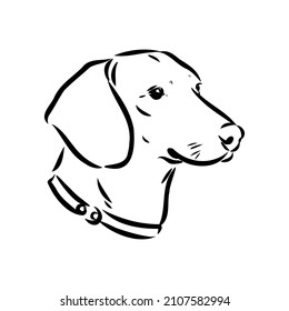 Dachshund Dog. Hand drawn. Vector illustration dachshund dog vector