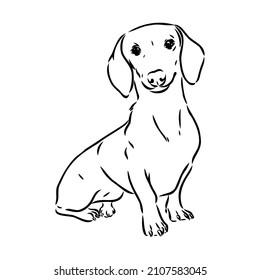 Dachshund Dog. Hand drawn. Vector illustration dachshund dog vector