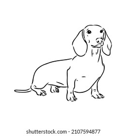 Dachshund Dog. Hand drawn. Vector illustration dachshund dog vector