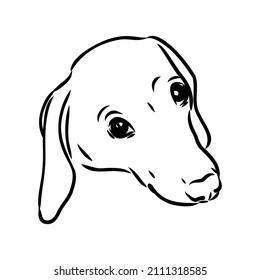 Perro Dachshund. Dibujado a mano. Vector vectorial de perro dachshund