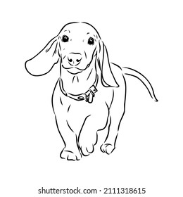 Dachshund Dog. Hand drawn. Vector illustration dachshund dog vector