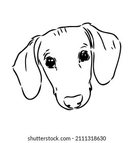 Dachshund Dog. Hand drawn. Vector illustration dachshund dog vector