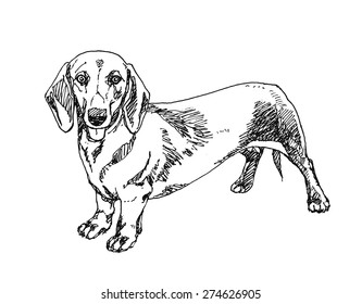 Dachshund Dog. Hand drawn. Vector illustration