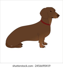 Ilustración de perro dachshund con diseño plano, sentado, cuello rojo, perro marrón, Ilustración vectorial.