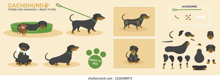 Dachshund dog illustration vector ready to rig for animation. multiple poses, angles and accessories for dog activities such as walking, sleeping playing. Cute sausage dog ready to animate. 