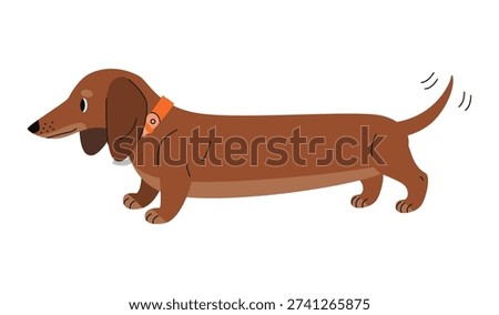 Dachshund dog illustration walking in side view on white background. Sausage dog breed character with collar.