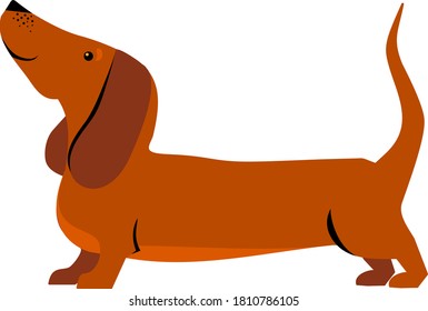 Dachshund dog isolated on white. Single icon in cartoon style. A small brown short-haired hunting dog of the Dachshund breed. Vector Illustration