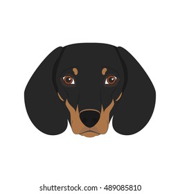 Dachshund dog isolated on white background vector illustration