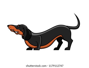 Dachshund dog - isolated vector illustration