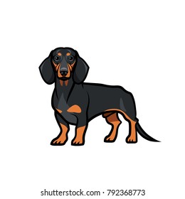 Dachshund dog - isolated vector illustration