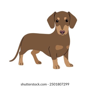 Dachshund dog on a white background authors work