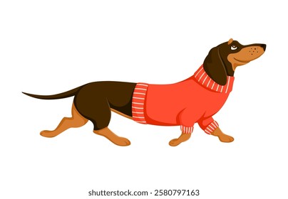 Dachshund dog pet cartoon cute character. Dachshund dog companion cartoon cute character, puppy pet isolated vector funny personage. Animal friend cheerful mascot or funny personage wearing sweater