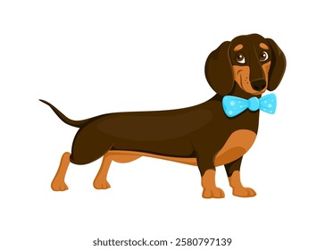 Dachshund dog pet cartoon funny character. Dog friend cartoon cute personage, puppy companion isolated vector funny character. Dachshund dog pet happy mascot or funny character wearing blue bow tie