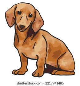 Dachshund Dog Pet Colored Drawing