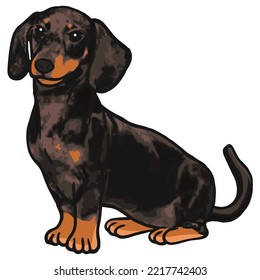 Dachshund Dog Pet Colored Drawing