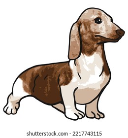 Dachshund Dog Pet Colored Drawing