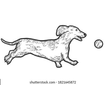 Dachshund dog plays with ball. Sketch scratch board imitation. Black and white.