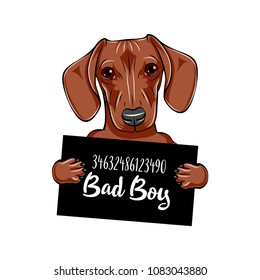 Dachshund dog Dog prison. Dachshund criminal. Arrested dog. Dachshund bad boy. Vector illustration.