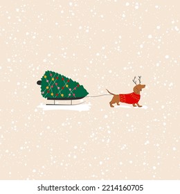 Dachshund dog pulls a Christmas tree on a sleigh vector illustration