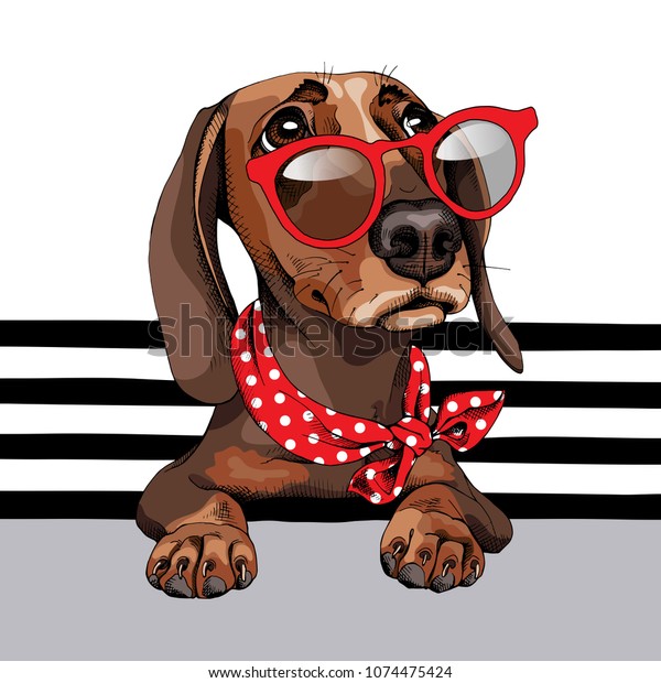 Lily Kompliment Forbindelse Gravhund hund i en rød solbriller Stock-vektor (royaltyfri) 1074475424