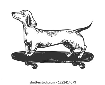 Dachshund dog ride on skateboard engraving vector illustration. Scratch board style imitation. Black and white hand drawn image.