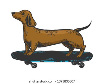 Dachshund dog ride on skateboard color sketch engraving vector illustration. Scratch board style imitation. Black and white hand drawn image.